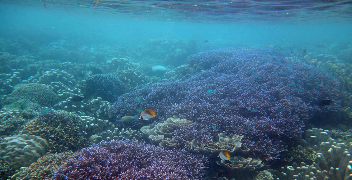 Taman Laut Terindah Dunia Ada Di Indonesia