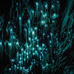 waitomo-glow-worm-caves