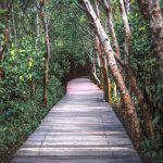 wisata-mangrove-wonorejo