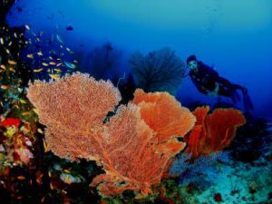Aceh International Diving Festival @ Pantai Gapang, Kota Sabang