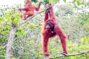Festival Tanjung Puting @ Kalimantan Tengah