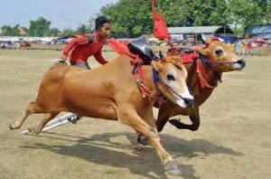 Grand Final Karapan Sapi @ Jawa Timur