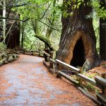giant-woods