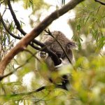 koala-photos